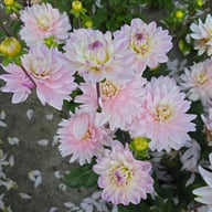 Lady Kate Dahlia Tuber