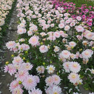 Lady Kate Dahlia Tuber