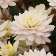 Lady Kate Dahlia Tuber