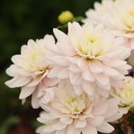 Lady Kate Dahlia Tuber