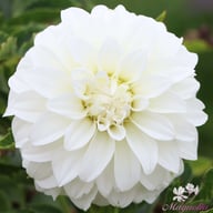 Lady Liberty Dahlia Knöl