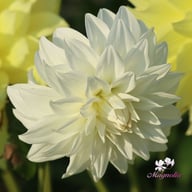 Lady Liberty Dahlia Knöl