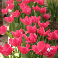 Lady van Eijk Tulip Bulbs