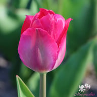 Lady van Eijk Tulip Bulbs