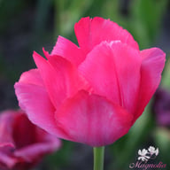 Lady van Eijk Tulip Bulbs