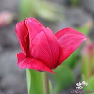 Lady van Eijk Tulip Bulbs