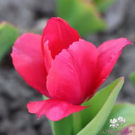 Lady van Eijk Tulip Bulbs