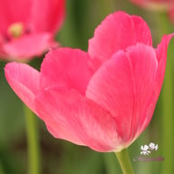 Lady van Eijk Tulip Bulbs
