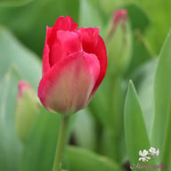 Lady van Eijk Tulip Bulbs