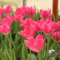 Lady van Eijk Tulip Bulbs