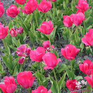 Lady van Eijk Tulip Bulbs