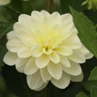 Lake Carey Dahlia Tuber
