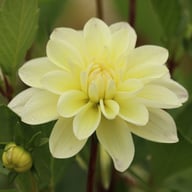 Lake Carey Dahlia Tuber