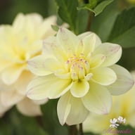 Lake Carey Dahlia Tuber