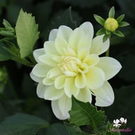 Lake Carey Dahlia Tuber
