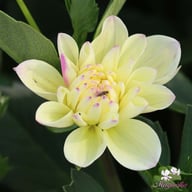 Lake Carey Dahlia Tuber