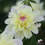 Lake Carey Dahlia Tuber