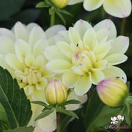 Lake Carey Dahlia Tuber