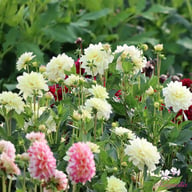 Lake Carey Dahlia Tuber