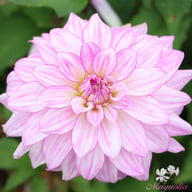 Lake Michigan Dahlia Tuber