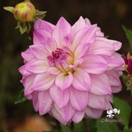 Lake Michigan Dahlia Tuber