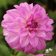 Lake Michigan Dahlia Tuber
