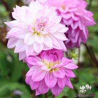 Lake Michigan Dahlia Tuber