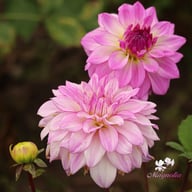 Lake Michigan Dahlia Tuber