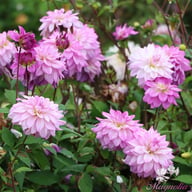 Lake Michigan Dahlia Tuber
