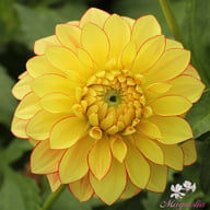 Lake Ontario Dahlia Tuber