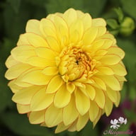 Lake Ontario Dahlia Tuber