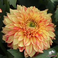 Lake Ontario Dahlia Tuber