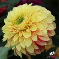 Lake Ontario Dahlia Tuber