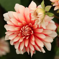 Larry's Love Dahlia Tuber