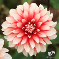 Larry's Love Dahlia Tuber