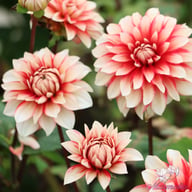 Larry's Love Dahlia Tuber