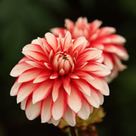 Larry's Love Dahlia Tuber
