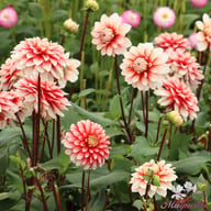 Larry's Love Dahlia Tuber