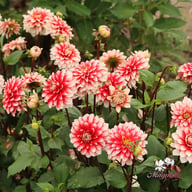 Larry's Love Dahlia Tuber