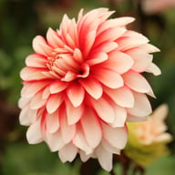 Larry's Love Dahlia Tuber