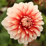 Larry's Love Dahlia Tuber