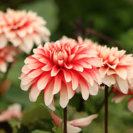 Larry's Love Dahlia Tuber