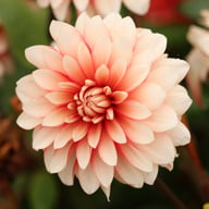 Larry's Love Dahlia Tuber