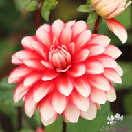 Larry's Love Dahlia Tuber