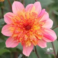 Lava Glow Dahlia Tuber