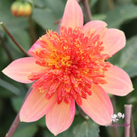 Lava Glow Dahlia Tuber