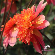 Lava Glow Dahlia Tuber