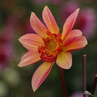 Lava Glow Dahlia Tuber