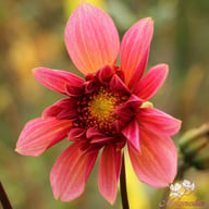 Lava Glow Dahlia Tuber