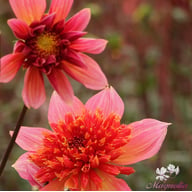 Lava Glow Dahlia Tuber